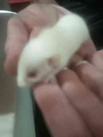 Крыски дамбо Донецк