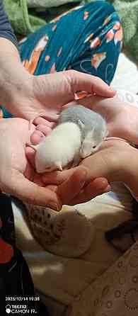 Крыски дамбо Донецк