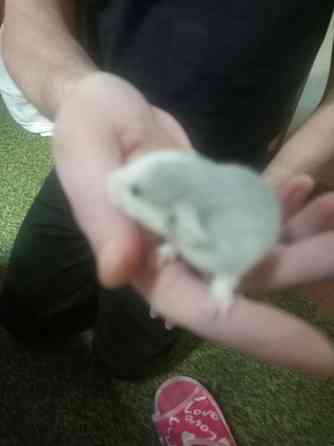 Крыски дамбо Донецк