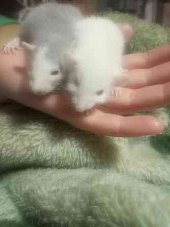 Крыски дамбо Донецк