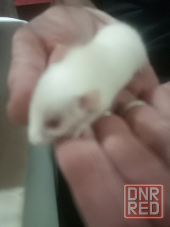 Крыски дамбо Донецк - изображение 2