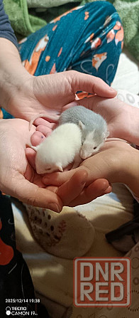 Крыски дамбо Донецк - изображение 3