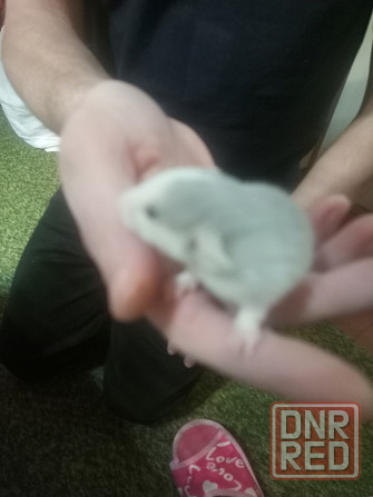 Крыски дамбо Донецк - изображение 1