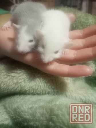 Крыски дамбо Донецк - изображение 4