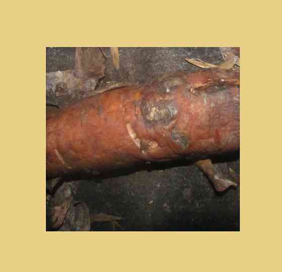 Da sultans, prapor talking here Донецк