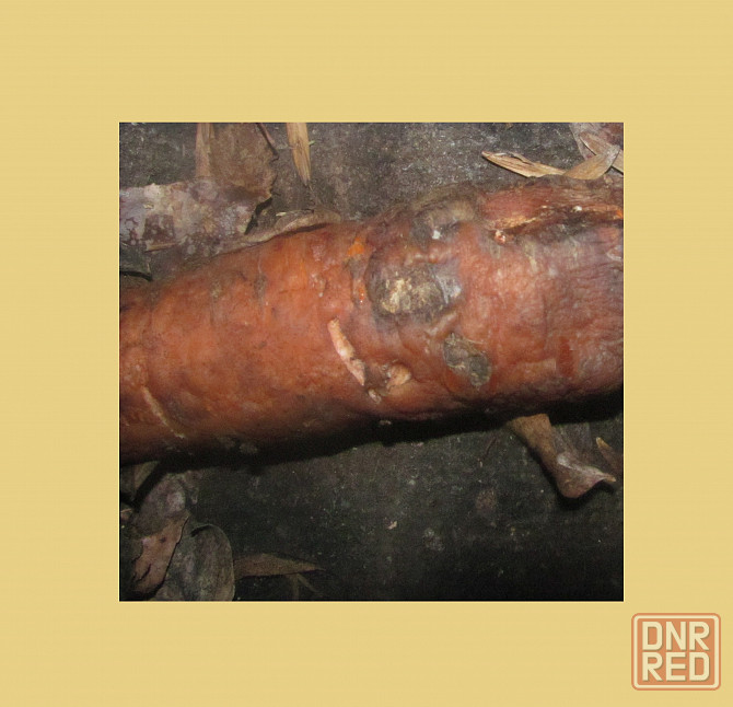 Da sultans, prapor talking here Донецк - изображение 1