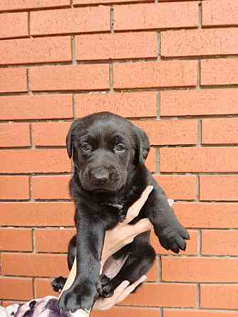 Щенок овчарки Донецк