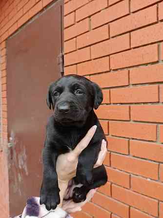 Щенок овчарки Донецк