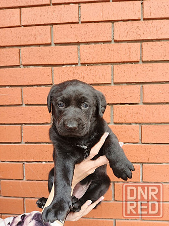 Щенок овчарки Донецк - изображение 1