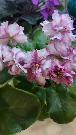 Фиалки цветущие Донецк