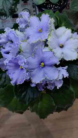 Фиалки цветущие Донецк