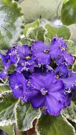 Фиалки цветущие Донецк