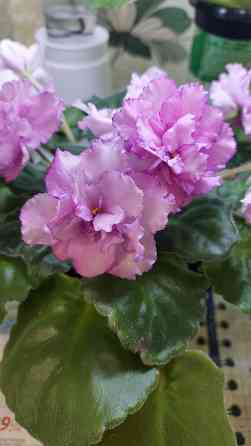 Фиалки цветущие Донецк