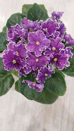 Фиалки цветущие Донецк