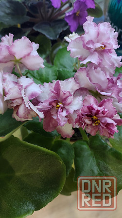 Фиалки цветущие Донецк - изображение 4