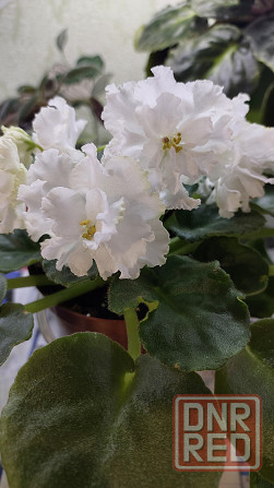 Фиалки цветущие Донецк - изображение 7