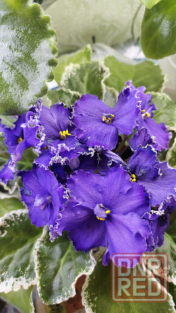 Фиалки цветущие Донецк - изображение 5