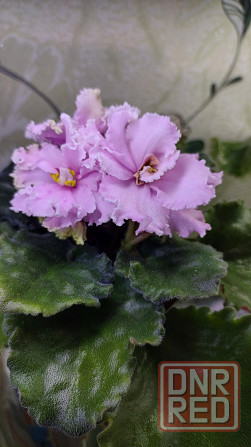 Фиалки цветущие Донецк - изображение 8