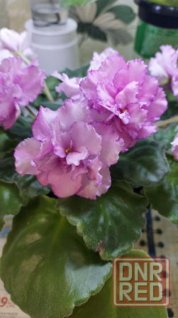 Фиалки цветущие Донецк - изображение 3