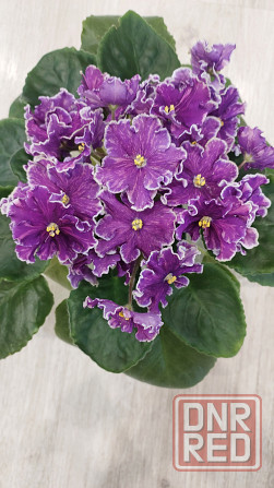 Фиалки цветущие Донецк - изображение 1