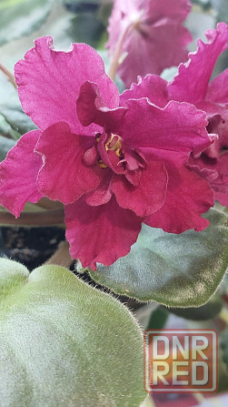 Фиалки цветущие Донецк - изображение 6