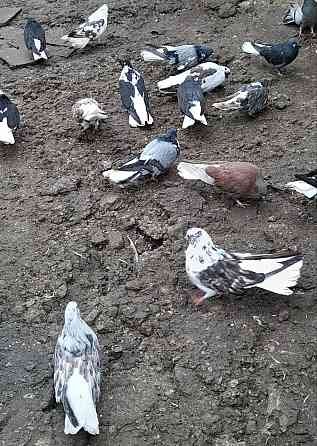 Голуби "Николаевские" Донецк