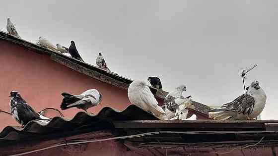 Голуби "Николаевские" Донецк