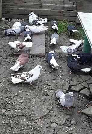 Голуби "Николаевские" Донецк