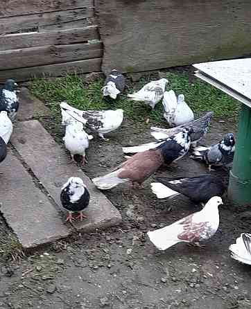 Голуби "Николаевские" Донецк