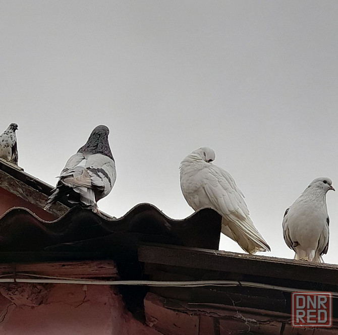 Голуби "Николаевские" Донецк - изображение 6