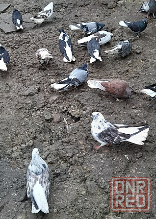 Голуби "Николаевские" Донецк - изображение 2