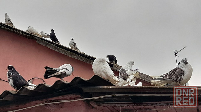 Голуби "Николаевские" Донецк - изображение 3