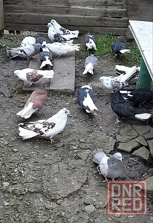 Голуби "Николаевские" Донецк - изображение 5