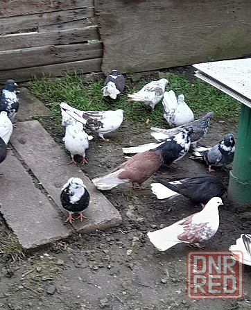 Голуби "Николаевские" Донецк - изображение 4