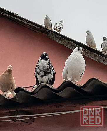 Голуби "Николаевские" Донецк - изображение 1