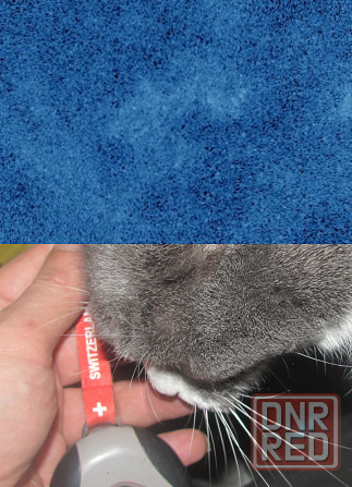 #DeadCompany шизо #Злистів Донецк - изображение 1