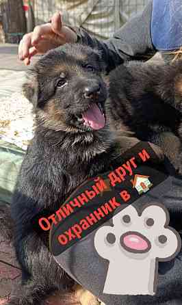 Девочка щенок немецкая овчарка 25т Макеевка