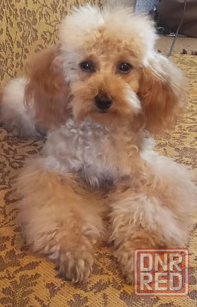 продам Мариуполь - изображение 1