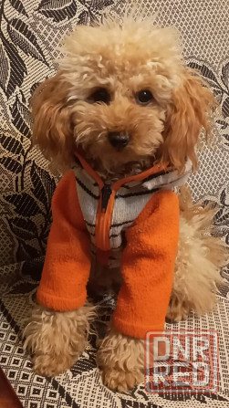 продам Мариуполь - изображение 2