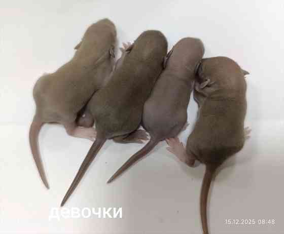 Дамбо. Красивые малыши Донецк