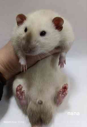 Дамбо. Красивые малыши Донецк