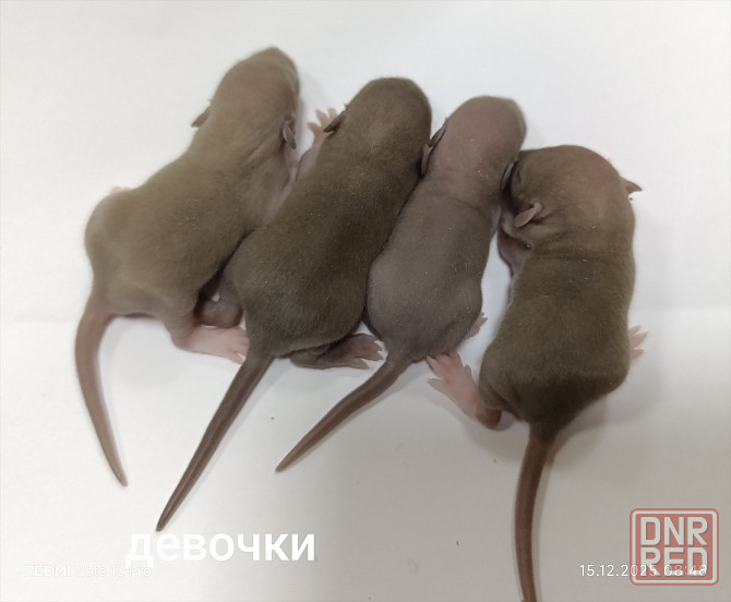 Дамбо. Красивые малыши Донецк - изображение 4