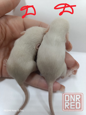 Дамбо. Красивые малыши Донецк - изображение 5