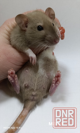 Дамбо. Красивые малыши Донецк - изображение 1