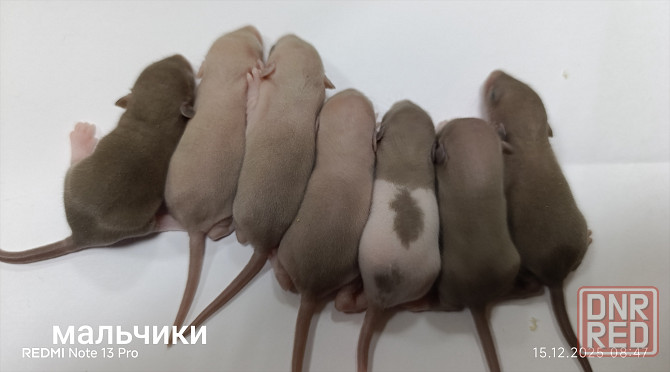 Дамбо. Красивые малыши Донецк - изображение 3