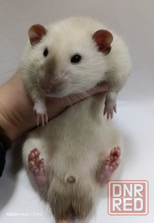 Дамбо. Красивые малыши Донецк - изображение 2