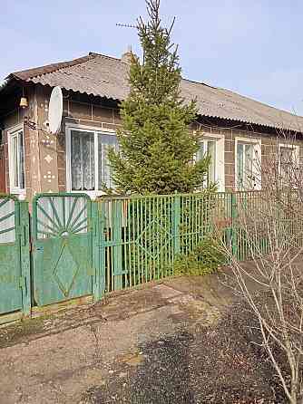 Ель живая. Ёлка. Макеевка