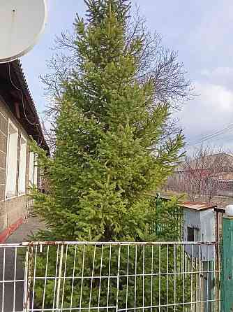 Ель живая. Ёлка. Макеевка