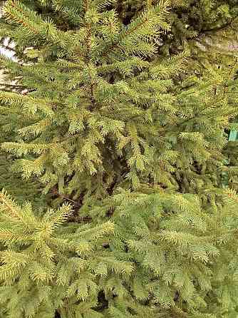 Ель живая. Ёлка. Макеевка