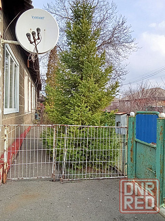 Ель живая. Ёлка. Макеевка - изображение 3